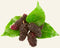 Mulberry Extract